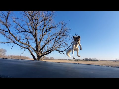 Fox Has Time Of His Life Jumping On Trampoline