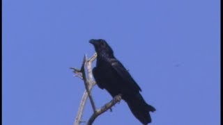 Grand corbeau -  Kolkrabe -Common Raven (Corvus corax )
