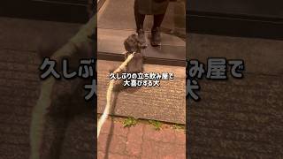 大好きなでなで屋さん　#チワワ #犬のいる生活 #shorts