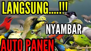 Download lagu suara pikat semua jenis burung kecil paling ampuh durasi panjang || langsung nyamber burung liar mp3
