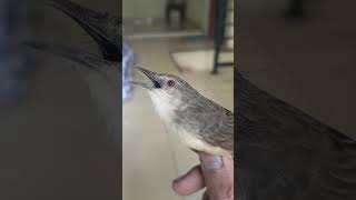 Download lagu Cigun Isian Belalang Emas Gacor.. #cigunngebren #birds #burung #masteranjernih #kicaumania mp3