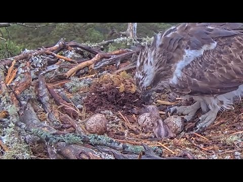 NEWS! Welcome little bob! The first Loch Arkaig Osprey chick has hatched! 24 May 2025 (zoom)