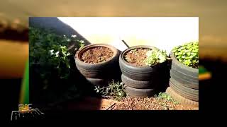 Miniatura do vídeo