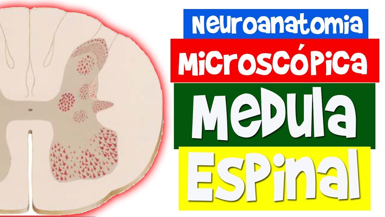 MEDULA ESPINAL - Neuroanatomia Microscópica - Rogério Souza #2