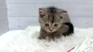 スコティッシュフォールドの動画01