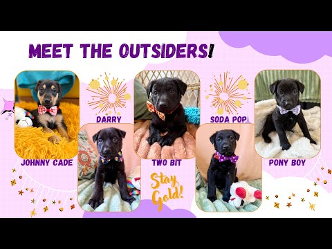 Dog for adoption - Soda Pop Outsider, a Black Labrador Retriever