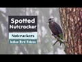The Spotted Nutcracker (Nucifraga caryocatactes) - Indian Bird Videos