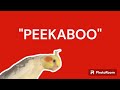COCKATIEL PEEKABOO Whistle | PARROT TRAINING