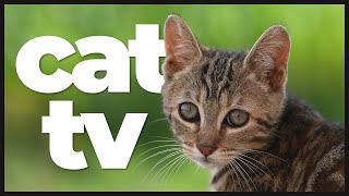 Cat TV: 10 Hours of Bird Watching, Squirrels & Relaxing Music for Cats 🐦🦋🌿 | Feline Entertainment