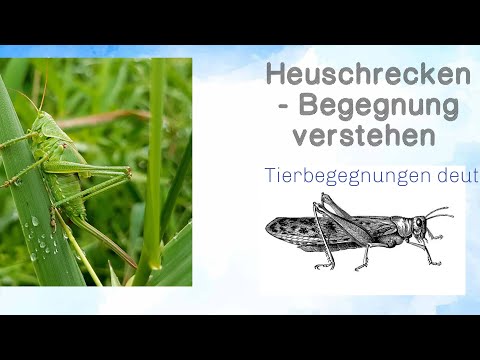 Heuschrecken - Begegnung verstehen