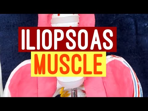 ILIOPSOAS MUSCLE, ILIACUS MUSCLE AND PSOAS MAJOR ORIGIN, INSERTION and ACTIONS