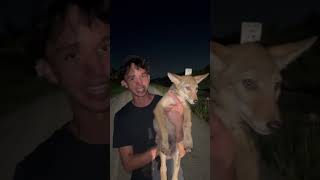 Check out what we found!              #baby #dog #puppy #coyote ￼