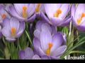 Acker Bilk - Petite Fleur.mpg.AVI