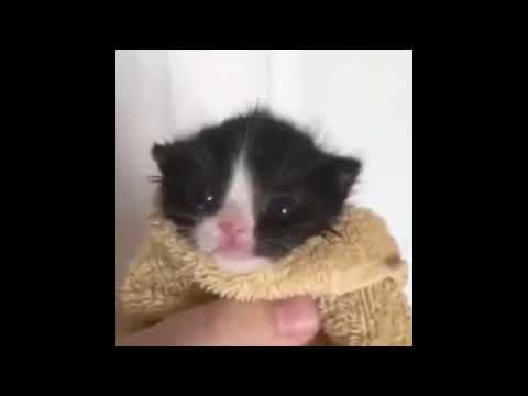 Kitten in towel meme (Original)