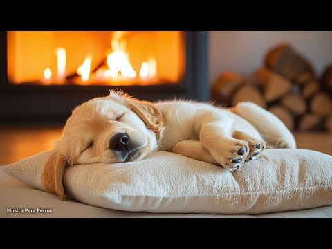 🐶🏠❤Música para DEJAR PERROS SOLOS EN CASA - 3 HORAS🐶🏠❤
