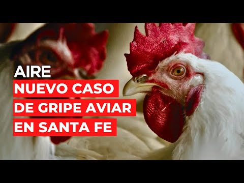 🐓🚨 Gripe Aviar: 15.000 animales sacrificados en granja de Colonia Cavour (Santa Fe) 🐓🚨