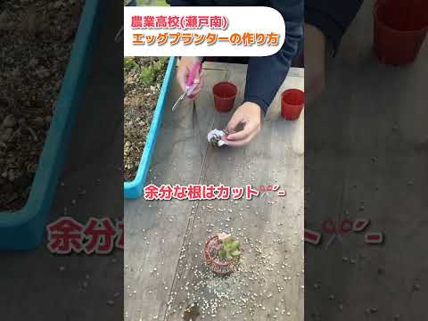 なぜ植物の周りに卵の殻を置くのでしょうか？明らかな5つの理由！  庭園