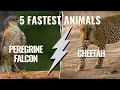 The Fastest Living Animals In The World 5 Fastest Animals