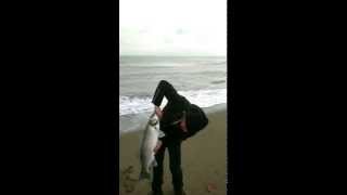 preview picture of video 'Tekirdağ Levrek labrax spigola seabass 4kg'