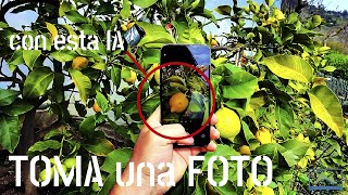 How to identify FRUITS, crops, PESTS, or DISEASES with Perplexity.AI #LdN #agriCULTURE