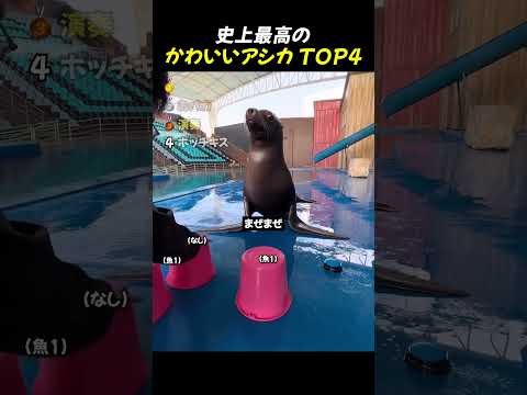 史上最高のかわいいアシカTOP4  #面白い動画 #ショート