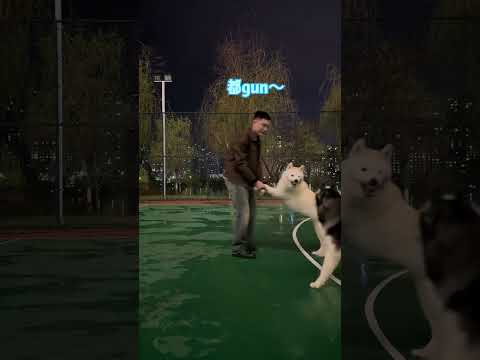 一個愛爹一個愛媽，此刻具象化了  #pets #husky #萌寵