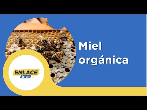 Abejas y Ecosistema: Emprendimiento Orgánico en Acacías Meta