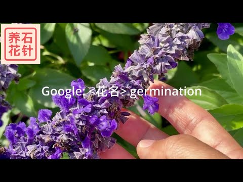 花名查詢