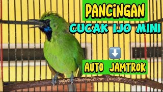 Download lagu Cucak Ijo Mini - Gacor Nembak Isian Pancingan Agar Cepat Jamtrok mp3 Download lagu Cucak Ijo Mini - Gacor Nembak Isian Pancingan Agar Cepat Jamtrok mp3