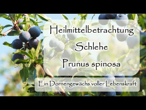 Die Schlehe als Heilmittel | Dornengewächs voller Lebenskraft | Dr. med. Liane Preu-Maiwald
