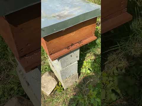 A swarm of bees finding it’s own way into a bait hive part 2 of 3