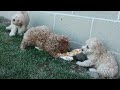 Miniature Poodle dogs for sale: LEO - Video 1