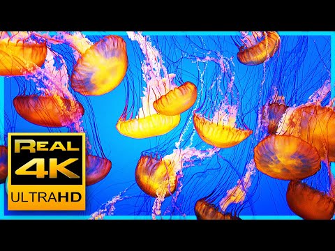 The world's most relaxing jellyfish aquarium screensaver! 4K UHD