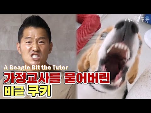 가정교사를 물어 안락사 예정이었던 비글 쿠키,