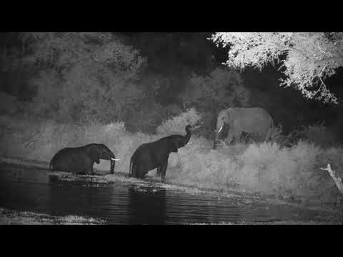 Djuma: Elephants-with some playing in the water - 17:56 - 05/28/2022