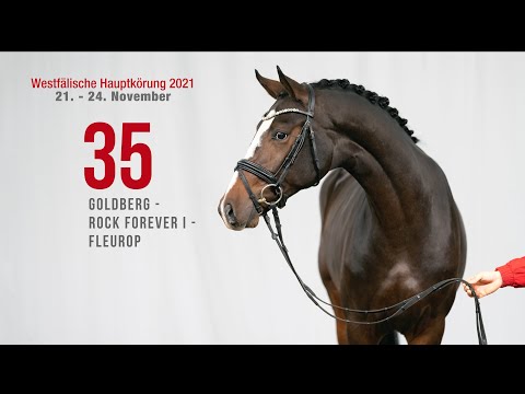 Hauptkörung 2021 Reitpferdehengste Kat-Nr. 35  Goldberg - Rock Forever I - Fleurop