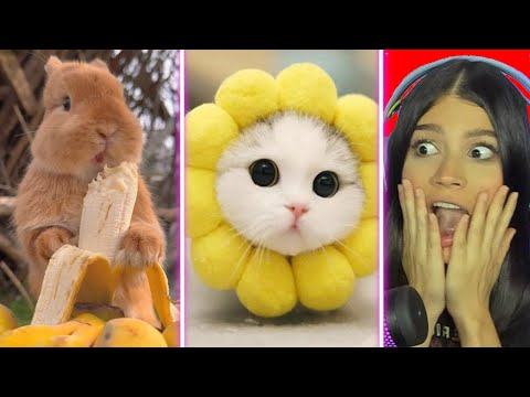 Super cute animals from TIKTOK that will make you laugh
