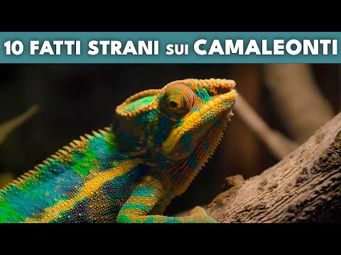 10 FUN FACTS YOU DIDN'T KNOW ABOUT CHAMELEONS - The Animal Hou🦎e