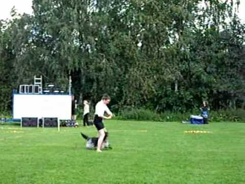 Schapendoesfreestyle