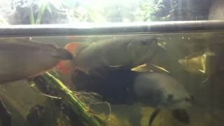 IMG 3225