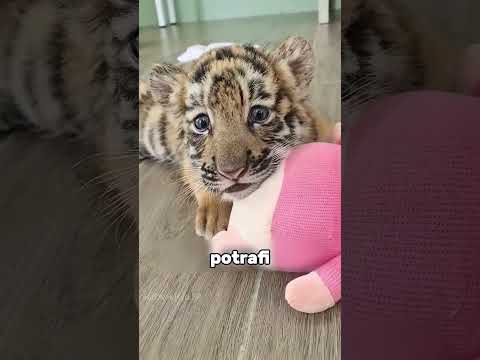 TEGO NIKT NIE WIE O LWACH😮🤯