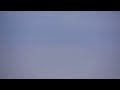 как чайка охотится на рыбу в море 