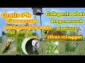 Mengusir Tikus Dengan Burung Hantu Dan Macam Macam Musuh Alami Tikus