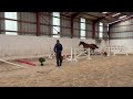 SF 3 ans hongre 1m65 top amateur