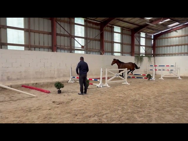 SF 3 ans hongre 1m65 top amateur 