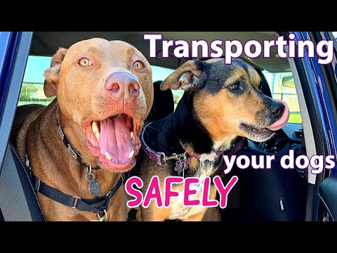 YouTube video about: How to secure dog in cargo area of suv?