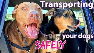 How to Transport Your Dog Safely (IN A CAR)