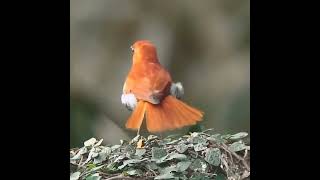 Download lagu BURUNG RYUKYU ROBIN JEPANG GACOR #shorts mp3