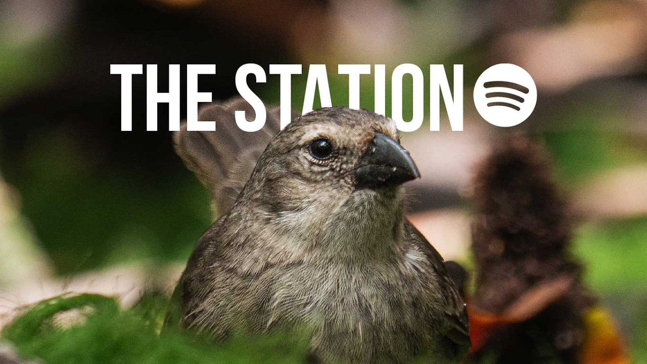 The Bird Fighting Extinction in Galápagos | Ep. 34 (EN)