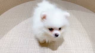 ポメラニアンの動画01